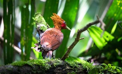 Specht nahe Puerto Viejo de Sarapiqui, Costa Rica